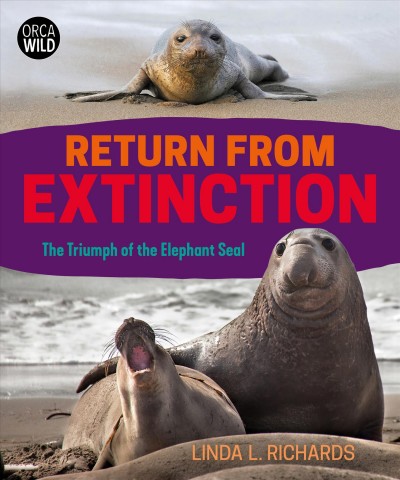 Return from extinction : the triumph of the elephant seal / Linda L. Richards.