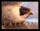 Go to record Falcon