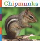 Go to record Chipmunks